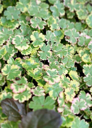 Coriander leaf 'Crystal Candy'