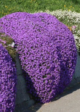 📣Optimal Ground Cover✨Creeping Thyme Seeds