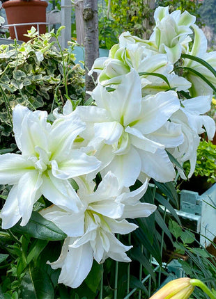 Lily Bulbs