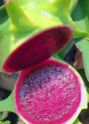 Multi-colored Dragon Fruit Seeds