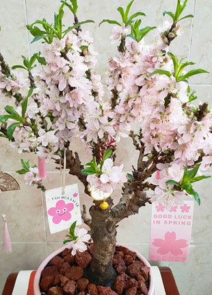 Peach Blossom Bonsai Houseplant Seeds