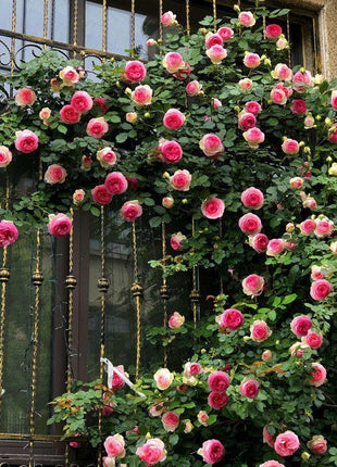 50pcs/Bag Climbing Rose Seeds