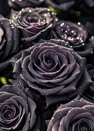 300PCS Rare Black Rose Seeds – Stunning Dark Petals for a Dramatic Garden Look – Grow Your Own Mystery