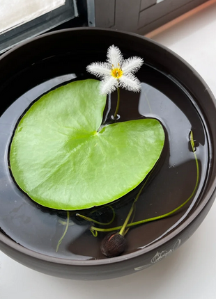 Hydroponic Plants Water Snowflake