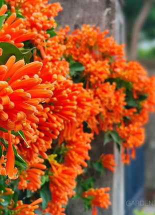 🏵️Pyrostegia Venusta Climing Flower Seeds