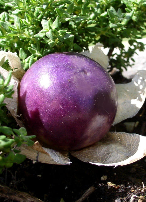 Purple Tomatillo Seeds - Non GMO