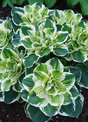 Rare Twin Begonia🌸🍀 Potted Design, Easy Maintenance 🌿🫧