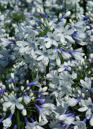 🎁New Year Sale🎁Agapanthus 'Twister'