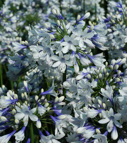 🎁New Year Sale🎁Agapanthus 'Twister'