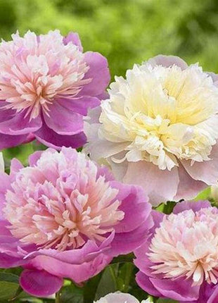 10Pcs Chinese Peony Flower Seeds Perennial Paeonia Suffruticosa Bonsai Plants Home Garden