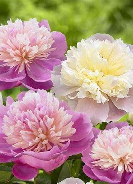 10Pcs Chinese Peony Flower Seeds Perennial Paeonia Suffruticosa Bonsai Plants Home Garden