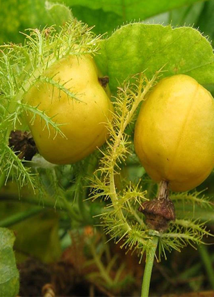 Wild Passiflora Mollissima Seeds