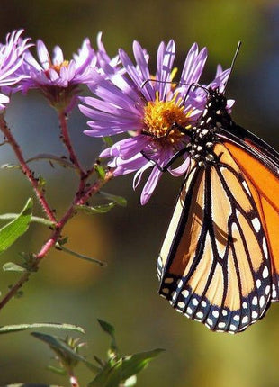 Purple NEW ENGLAND ASTER (Michaelmas Daisy) Aster Novae var Angliae Flower Seeds