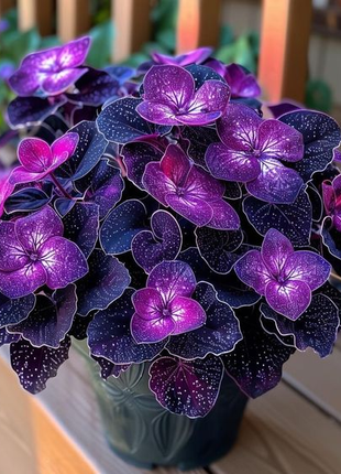 Begonia Rex 'Cosmic Purple'