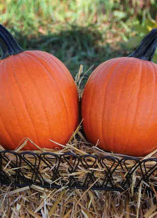 Pumpkin Bellatrix F1