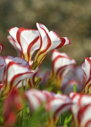 50Pcs Candy Cane Sorrel Oxalis Versicolor Seeds Garden Flowers