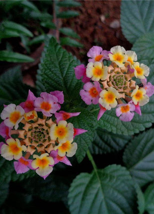 Egrow 30 Pcs/Pack Lantana Seeds Lantana Camara Tree Plan Flower Seeds Home Garden Seeds