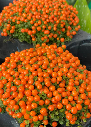 Pearl Orange Succulent Potted Plant