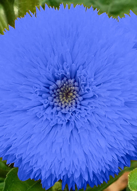 Blue Teddy Bear Sunflower Seeds