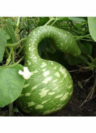 Rare Swan Speckled Swan Bottle Gourds Seeds