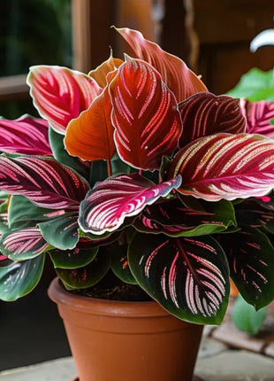 Spectra Leaf Calathea