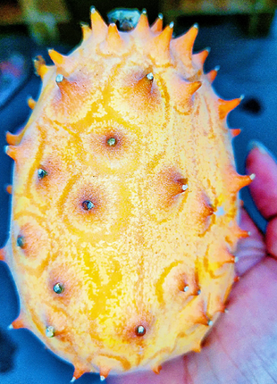 Fire Ginseng Fruit Seeds