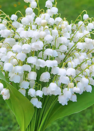 💐Lily of the Valley - Happiness Arrives