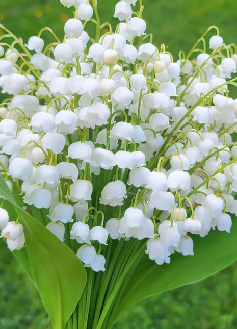 💐Lily of the Valley - Happiness Arrives