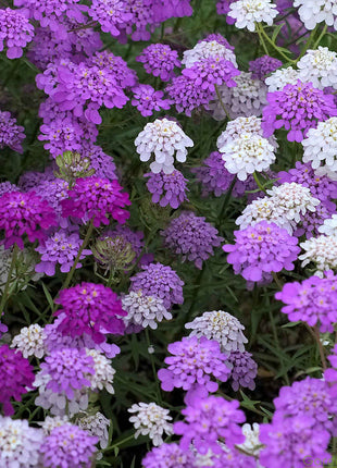 Candytuft Seeds - Mixed Colors