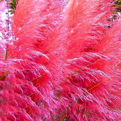 Pampas Grass Magic Garden Seeds