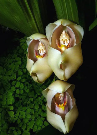 30pcs Swaddled Babies Orchid Seeds