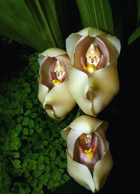 30pcs Swaddled Babies Orchid Seeds