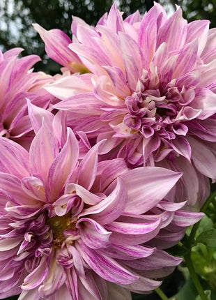 Mixed Giant Dahlia Seeds