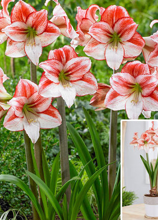 Table Dance Amaryllis