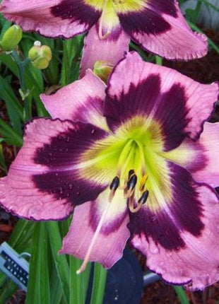 Daylily Hybrid Flowers Seeds, Hemerocallis Hybrid, 20pcs/pack