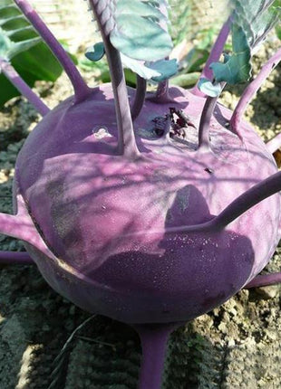 Purple Kohlrabi Seeds
