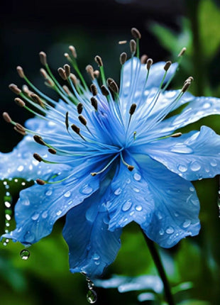 Nigella Sativa-Love in the Mist