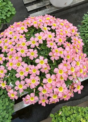 Multicolor Oxalis Seeds