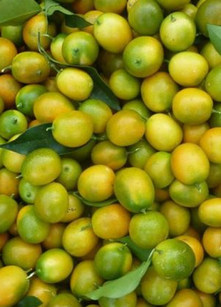 Clementine Mandarin Fruit Tree Seeds