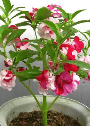 IMPATIENS SEEDS - CAMELIA FLOWERED MIXED