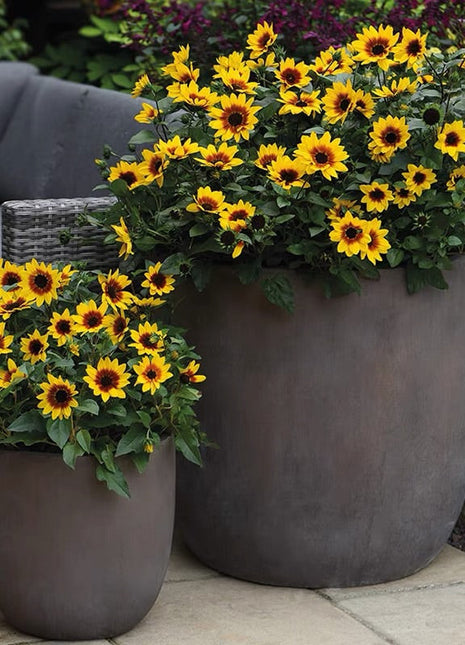 Sunflower Bonsai Flowering Machine, Glorious Years