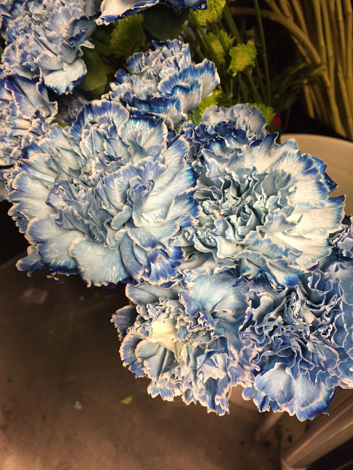 Mixed Color Carnations