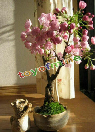 20PCS Cherry Bonsai Bonsai Tree Japanese New Blossoms Sakura seeds Flower Seeds