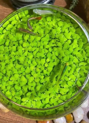 🌿Air Purifying Fish Tank Aquatic Plant Seeds