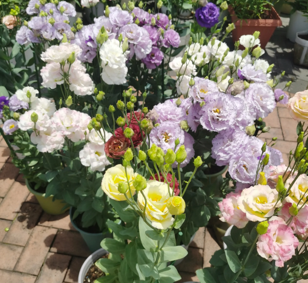 🌺Lisianthus - Sincere Love