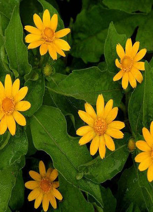 Melampodium paludosum Seeds, Original Package 20pcs Garden bonsai Flower seeds, high temperature resistance