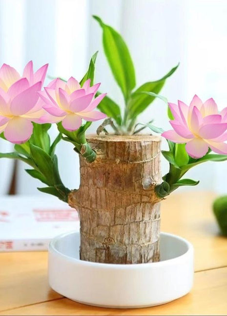 Brazilian Wood Bonsai – Potted Lucky Plant for Desktop or Gift Use