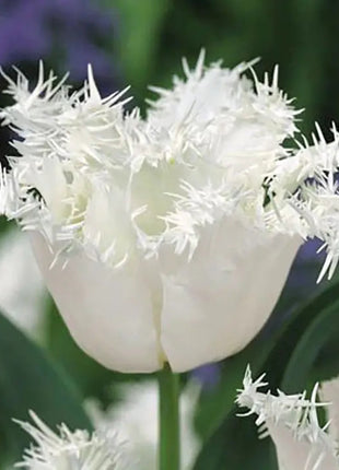 Bonsai Rare Color Tulip Seeds- White