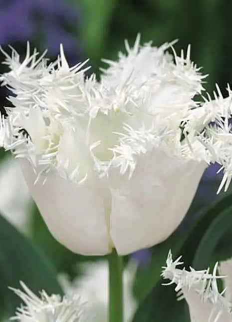 Bonsai Rare Color Tulip Seeds- White