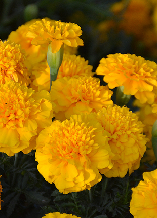 French Marigold Seeds - mixed colors - a great companion for the vegetable garden